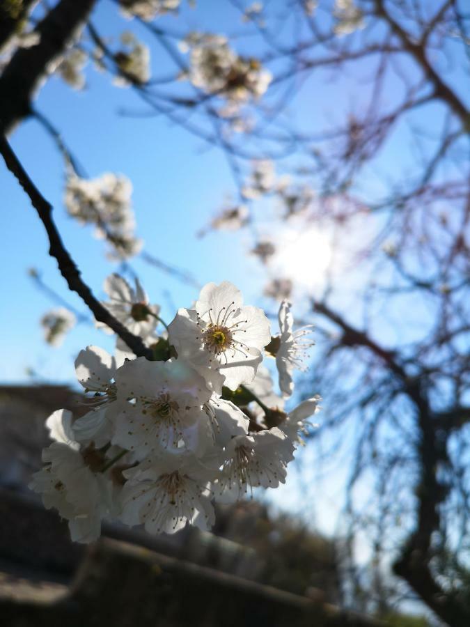 Apartman Agava Njivice Buitenkant foto